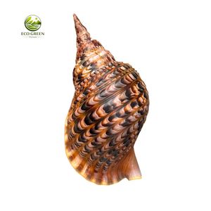 เปลือกหอยทริทอนธรรมชาติขนาดใหญ่ ชนิด Charonia Tritonis สำหรับงานฝีมือตกแต่งบ้านและของที่ระลึก - Product Image 3