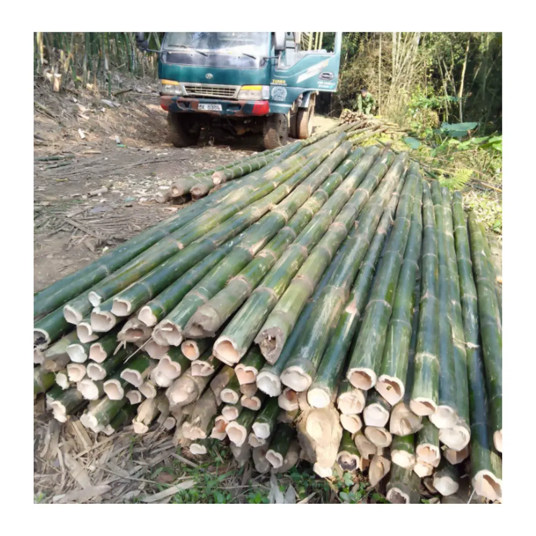 베트남 하이 그레이드 대나무 장대 농업 스탠딩 펜싱 판매 저렴한 가격 2024 올 시즌 토큰 높은 치료 대나무 장대