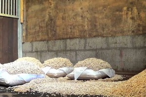 Bán buôn thông dăm gỗ và mùn cưa cho ngựa bộ đồ giường tùy chỉnh thông số kỹ thuật 24 tháng Kệ cuộc sống - Product Image 6