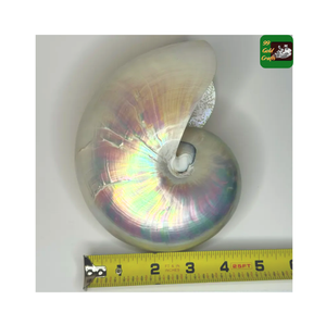 Réduit imparfait 7 pouces poli mère de nacré coquillage plage nautique irisé opale sirène coquille ivoire rose - Product Image 2