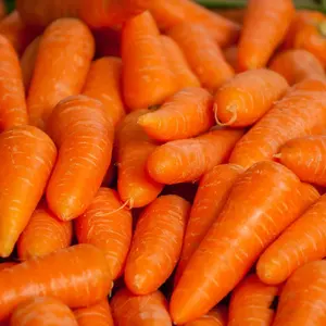 gute Qualität Karotte zu einem guten Preis frische Karotte zu verkaufen Bereit Herkunft Griechenland