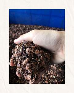 Testa de noix de cajou à faible coût du Vietnam pour paillis organique d'alimentation animale et teinture naturelle - Product Image 1