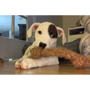 Juguetes ecológicos para perros con cáscara de coco/Bola de Coco para masticar mascotas de fibra de coco con alta calidad - Product Image 4