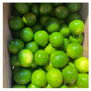 Lima Fresca Jugosa Fruta Tropical Perfecta Para Uso Diario Lima Fresca Ofrece Sabor Brillante Ideal Para Cocinar Bebidas Y Bienestar - Product Image 4