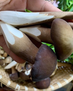 HONGOS TERMITE DE ALTA CALIDAD DE VIETNAM, EXPORTACIÓN SEASONAL LIMITADA - Product Image 1