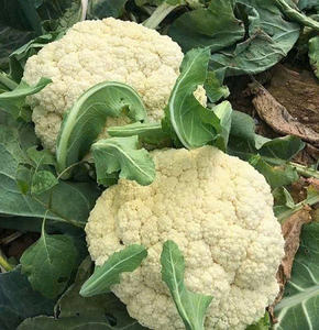 Lo mejor de Dalat: brócoli orgánico de calidad de exportación de Vietnam - Product Image 1