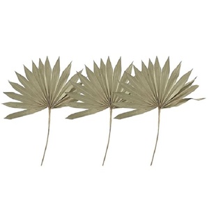 ใบปาล์มหอกใบปาล์มธรรมชาติใบปาล์มปาล์มรูปหอกสำหรับวันแม่วันวาเลนไทน์วันคริสต์มาสขอบคุณของขวัญสำหรับทุกๆครั้ง - Product Image 1