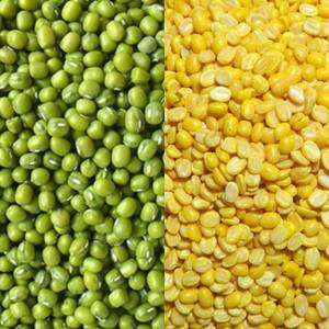 Frijoles Mung divididos de origen vietnamita descascarillados y pulidos para productos de frijol de exportación a granel - Product Image 5