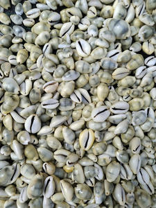 Coquillage naturel poli Vietnam Ocean Craft pour les fournitures de bijoux et les idées de décoration de mariage nautique - Product Image 6