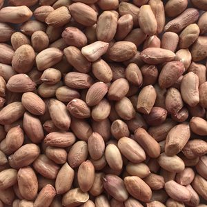Semillas de cacahuete blanqueado orgánico de alta calidad, nuevo cultivo a granel, suministro de estilo seco de la India, incluidos cacahuetes crudos, cacahuetes de piel roja - Product Image 5