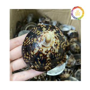 Conchas de Lapa luminosas para decoración, exhibiciones de arte y temas interiores - Product Image 4