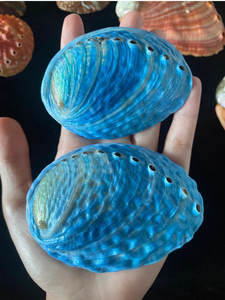 Concha de abulón azul natural de Vietnam: concha de mar decorativa para adornos interiores, domésticos y artesanales - Product Image 4