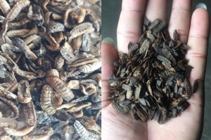 Alta calidad seco negro soldado mosca larvas alto Calium para la alimentación animal precio barato Fabricación de Vietnam - Product Image 5
