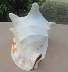 King Horned-casco de conchas marinas, 100% espécimen auténtico, Linne, proveedor de Vietnam - Product Image 4