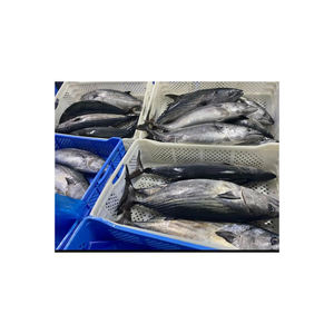 Cheap price frozen bonito fish <b>bulk</b> supply wholesale nutritious frozen seafood - Product Image 5