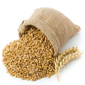 Grano de Trigo a Granel / Grano de Trigo Integral de Alta Calidad para Exportación, Logotipo Personalizado, Puro y Nutritivo - Product Image 1