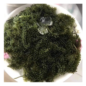 Uvas de mar naturales verdes, cobertura de algas para ensaladas rápidas, uvas de uso directo de mar, algas populares para cubrir alimentos fácilmente - Product Image 4