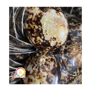 ¡Novedad de 2025! Conchas de limpias naturales de Vietnam, pulidas, artesanía ecológica para decoración del hogar y joyería - Mejor precio - Product Image 1