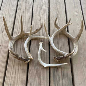 Complément alimentaire au collagène de bois de cerf rouge - Product Image 6