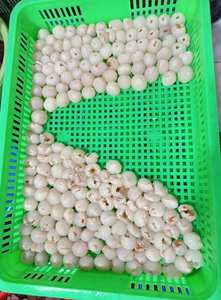 ลิ้นจี่แช่แข็ง Iqf ของเวียดนามมีทั้งเปลือกและปอกเปลือกให้สั่งซื้อจำนวนมาก - Product Image 5