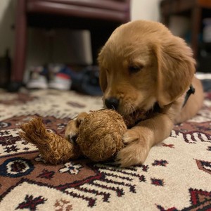 Juguete ecológico para mascotas adecuado para muchas mascotas Bola masticable de coco natural 100% - Product Image 2