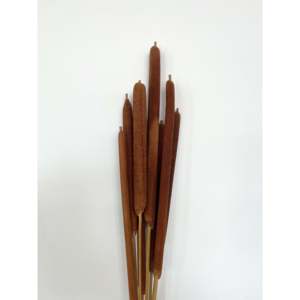Fleur séchée Sosis - Product Image 1