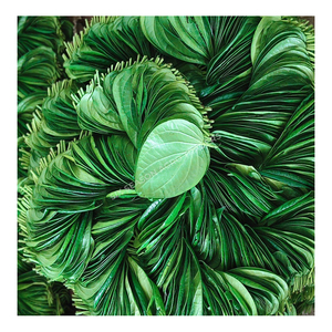 Hojas de Betel Frescas de Alta Calidad, Hojas de Paan Naturales de Bangladesh, Suministro a Granel para Exportación, Proveedor Mayorista de Hojas de Paan para el Mercado Global - Product Image 2
