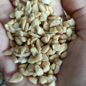 Nueces de Anacardo Kaju de Fábrica Confiable, Nueces Secas Rotas, Badam SANTIGO, Granos de Anacardo Crudos Exportados a Todo el Mundo - Product Image 1