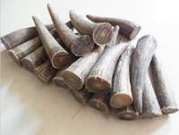 Bonne qualité personnalisé à vendre en vrac corne de buffle et pointe de corne/OX qualité naturelle OX et pointe de corne de buffle à vendre au prix