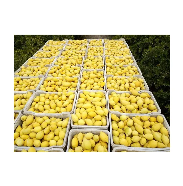 High Nutrition Top Quality Hot Selling Green Yellow Juicy Citrus Fruit Verna Fresh Lemon for Wholesale Purchase