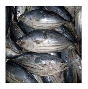 ปลาสกิปแจ็คทูน่าโบนิโตทรงกลมทั้งตัวปลาแช่แข็งทะเล - Product Image 6