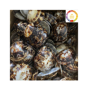 เปลือกหอยธรรมชาติสีเขียวจากทะเลทะเลที่ได้มาจากการตกแต่งของเวียดนามสำหรับงานฝีมือเครื่องประดับพิพิธภัณฑ์สัตว์น้ำและของตกแต่งบ้านบริเวณชายฝั่งทะเล - Product Image 1