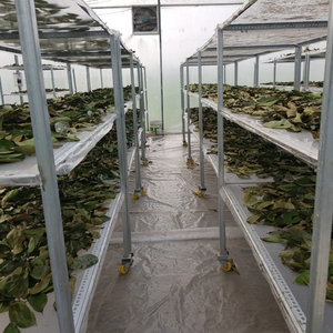 Proveedor de hojas de Guanábana, hojas secas naturales de Vietnam a precio barato y alta calidad para exportación - Product Image 4