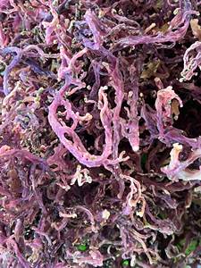 Organic Purple Seamoss Dried Laver From Vietnam Purple Irish Sea Moss Dried Purple Sea Moss Sale In Bulk Purple Irish Sea Moss - Product Image 5
