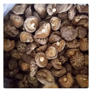 TOP EXPORT Champignons Shiitake Naturels Vietnamiens de Haute Qualité - Product Image 5