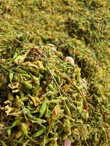 Découvrez la saveur authentique des fleurs mâles de papaye séchées infusées dans une boisson apaisante et aromatique à base de plantes - Product Image 6