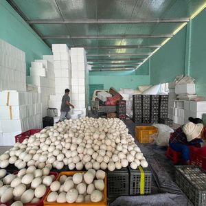 COCO FRESCO Y DULCE de VIETNAM, PRESERVADO, AL POR MAYOR, DE PRIMERA CALIDAD, ALTO ESTÁNDAR / Sra. Joyce - Product Image 5