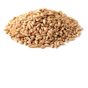 Granos de Cebada Orgánica Congelada de Primera Calidad de Tailandia para Alimentación Animal - Product Image 1
