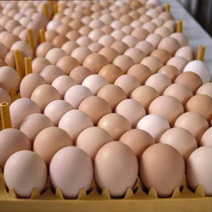 Œufs de poule frais bruns biologiques en vrac pour la restauration, riches en protéines, à vendre - Product Image 5