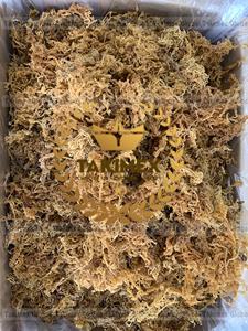 ผงสาหร่าย Sargassum แบบแห้งจาก seamoss สำหรับสาหร่ายทะเลปรุงแต่งรสจากเวียดนาม - Product Image 5