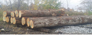 Troncos de Madera de Roble Redondos Blancos de la Mejor Calidad, Alemania, 70m de Diámetro, Humedad Máxima 10%, en Stock, Entrega Rápida - Product Image 2