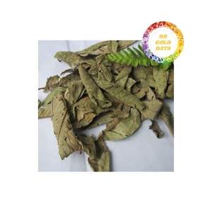 Feuilles de goyave en vrac, séchées au soleil et triées pour les acheteurs en gros à la recherche de matériaux cohérents et d'une approvisionnement fiable - Product Image 6