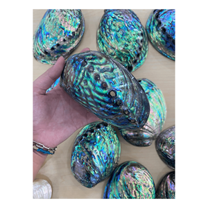 Vente en gros 12 ~ 14cm Ornements muraux polis écologiques en coquille d'ormeau naturel pour la décoration de la maison Aquarium - Product Image 2