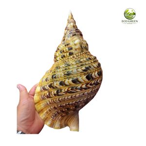 เปลือกหอยทริทอนขนาดใหญ่ 28-42 ซม. สำหรับตกแต่งบ้านและงานฝีมือธีมทะเล - Product Image 3