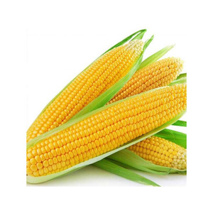 Stock de maïs jaune disponible pour les exportateurs et les transbuteurs en gros - Product Image 3