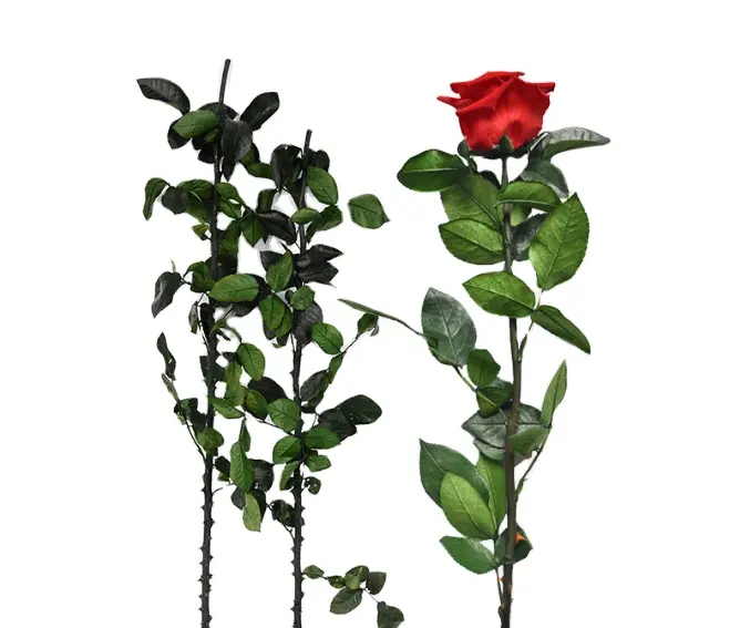 جذع الورد المحفوظ بأوراق وردية بسعر تنافسي