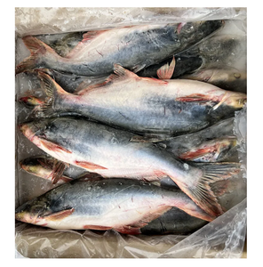 Pangasius congelé entier et en filet, qualité supérieure, fournisseur en gros - Product Image 5