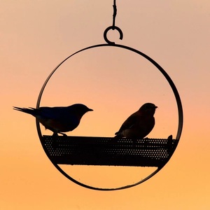 Garden Bird Feeder Attractive Bird Feeder Metal Birdhouse Feeder for Home Garden Decors Best Price India - Product Image 1