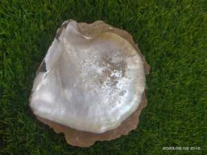 Conchas de Nácar Natural Hechas a Medida en Tamaño de 2.5-3.5 Pulgadas, Ideales para Tiendas de Suministros de Conchas Marinas, Ideales para la Reventa - Product Image 3