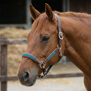 Harnais de selle anglais en cuir marron avec sangle en toile turquoise, emboutissage, couronne rembourrée, muserolle réglable, quincaillerie en acier inoxydable durable - Product Image 1